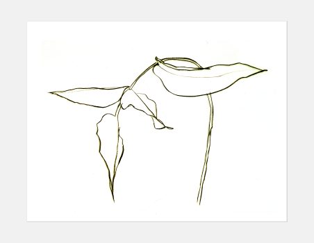 Ellsworth Kelly, Philodendron II, Lithograph, Overall: 36 5/8 × 47 5/8 × 1 1/4 in. (93 × 121 × 3.2 cm), Courtesy of the Foundation for Art and Preservation in Embassies, Washington, D.C.