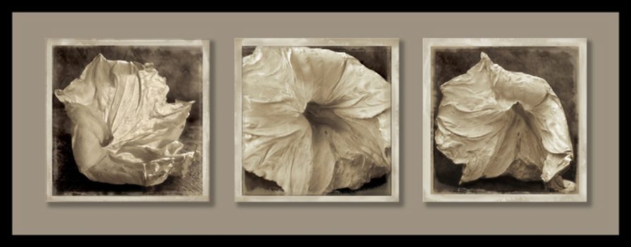 Linda Ingraham, Dried Datura Triptych, Archival pigment prints, Framed: 21 x 48 x 2in. (53.3 x 121.9 x 5.1cm); each unframed: 12 1/2 x 12 1/2in. (31.8 x 31.8cm),