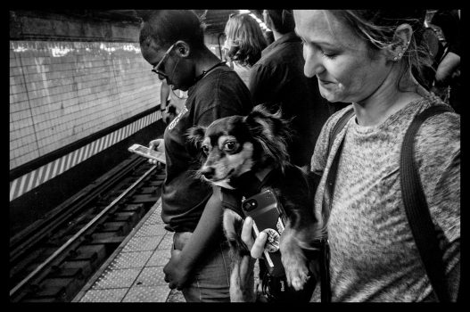 Donald Sanchez, Canine Commuter, Photograph, 11 × 14in. (27.9 × 35.6cm), Courtesy of the artist, Matthews, North Carolina
