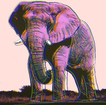 Andy Warhol, African Elephant, Bon á Tirer, Overall: 38 x 38 in. (96.5 x 96.5 cm), Courtesy of the Ronald Feldman Gallery, New York, New York